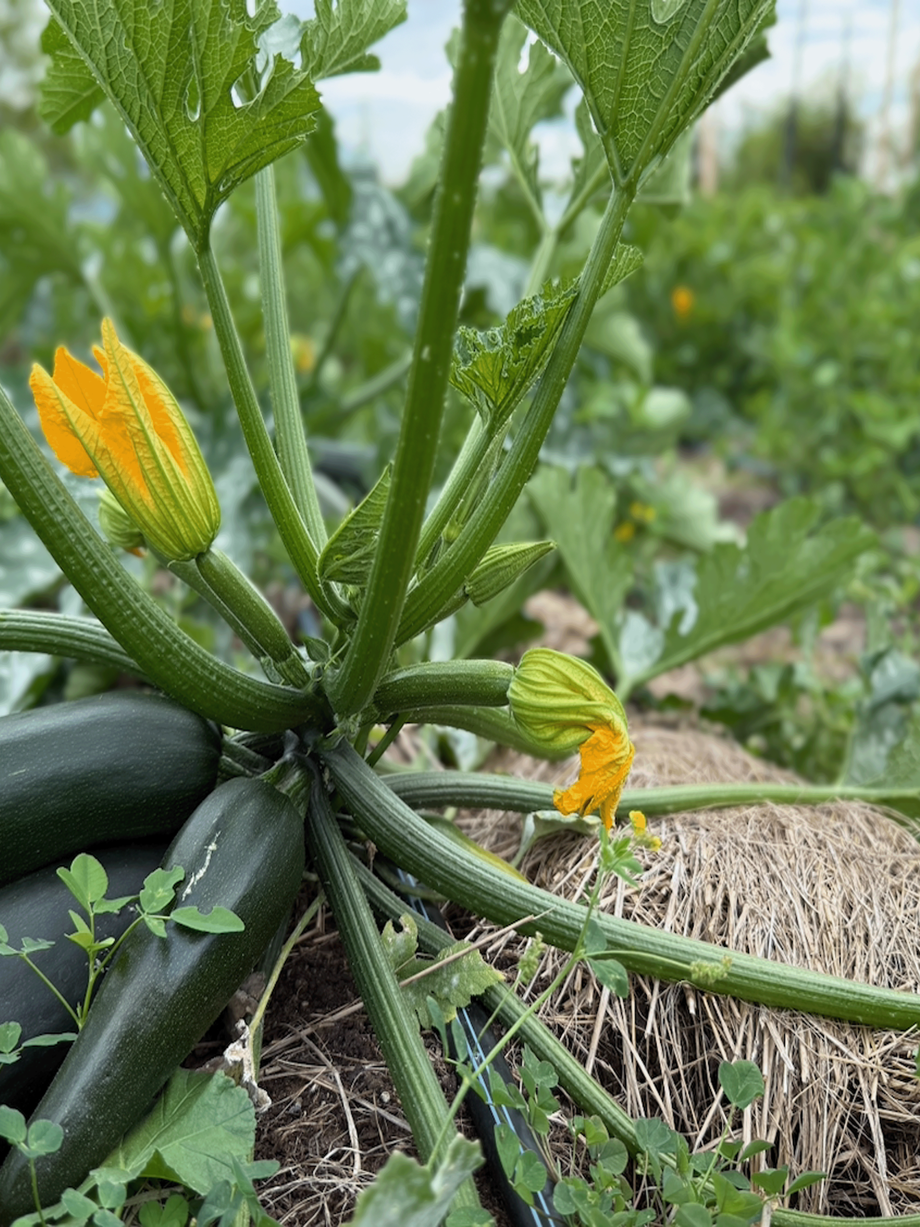 Cucumbers and cucurbits